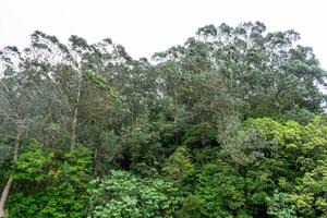 Lush green trees create a serene backdrop on Terceira Island, Azores. Perfect for nature-themed. photo