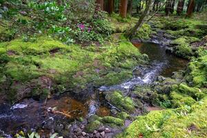 sereno corriente serpenteante mediante lozano vegetación en terceira isla, azores. foto