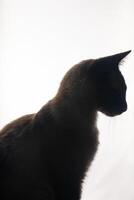 A young Siamese cat in silhouette against a bright white background. The soft glow from behind outlines its graceful shape and iconic pointed ears, emphasizing the sleek lines and striking features. photo