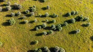 A tranquil aerial view of a vast Alentejo field, featuring a scattered pattern of typical trees. The scene captures the gentle, rolling terrain of Portugal's southern countryside, bathed in sunlight . photo