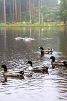 patos nadando en el pintoresco lagoa das patas, terceira isla, azores. un sereno y natural escena, Perfecto para fauna silvestre y naturaleza proyectos foto