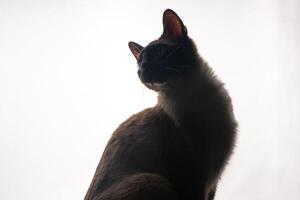 A young Siamese cat in silhouette against a bright white background. The soft glow from behind outlines its graceful shape and iconic pointed ears, emphasizing the sleek lines and striking features. photo