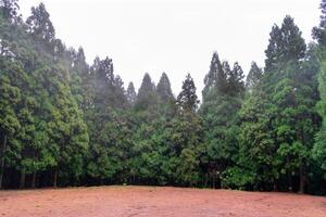 Traditional Azorean trees stand tall in the misty rain, creating a serene scene on a foggy afternoon. photo