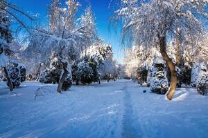 puesta de sol o amanecer en un invierno ciudad parque con arboles cubierto con nieve y hielo. foto