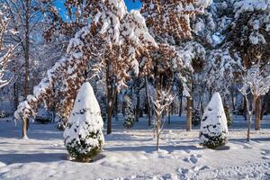 Sunset or dawn in a winter city park with trees covered with snow and ice. photo