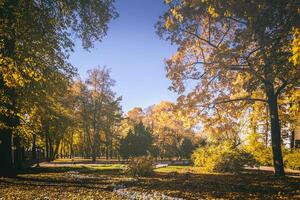 hoja otoño en el ciudad parque en dorado otoño. paisaje con arces y otro arboles en un soleado día. Clásico película estético. foto