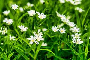 Wild flowers in the forest among the green grass in the spring or summer time of the year. photo