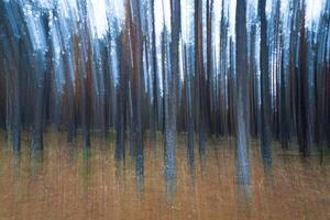 Blurred pine autumn misty forest. photo