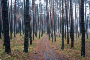 Pine autumn misty forest. Rows of pine trunks shrouded in fog on a cloudy day. photo