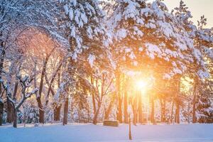 Sunset or dawn in a winter city park with trees covered with snow and ice. photo