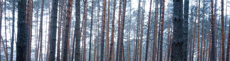 Panorama of pine autumn misty forest. Rows of pine trunks shrouded in fog on a cloudy day. photo