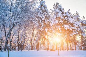 Sunset or dawn in a winter city park with trees covered with snow and ice. photo