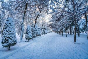 Sunset or dawn in a winter city park with trees covered with snow and ice. photo