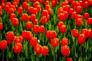 Red tulips lit by sunlight on a flower bed. Landscaping. photo