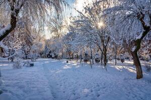 puesta de sol o amanecer en un invierno ciudad parque con arboles cubierto con nieve y hielo. foto