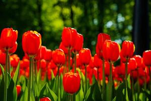 rojo tulipanes iluminado por luz de sol en un flor cama. paisajismo foto