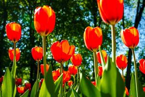 Red tulips lit by sunlight on a flower bed. Landscaping. photo