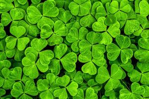 Background with green clover leaves for Saint Patrick's day. Shamrock as a symbol of fortune. photo