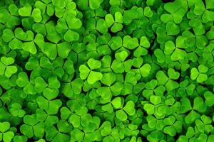 Background with green clover leaves for Saint Patrick's day. Shamrock as a symbol of fortune. photo