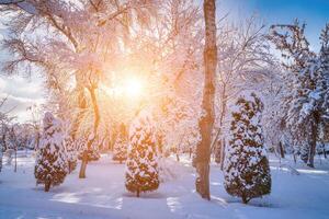 Sunset or dawn in a winter city park with trees covered with snow and ice. photo