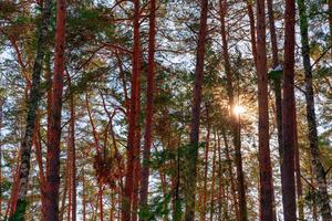 puesta de sol o amanecer en el primavera pino bosque cubierto con un nieve. rayos de sol brillante mediante el árbol bañador. foto