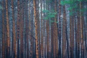 Pine autumn misty forest. Rows of pine trunks shrouded in fog on a cloudy day. photo