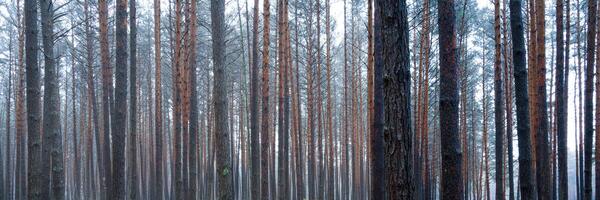 panorama de pino otoño brumoso bosque. filas de pino bañador envuelto en niebla en un nublado día. foto