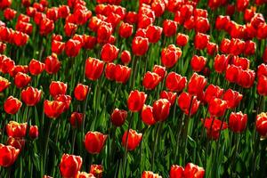 rojo tulipanes iluminado por luz de sol en un flor cama. paisajismo foto