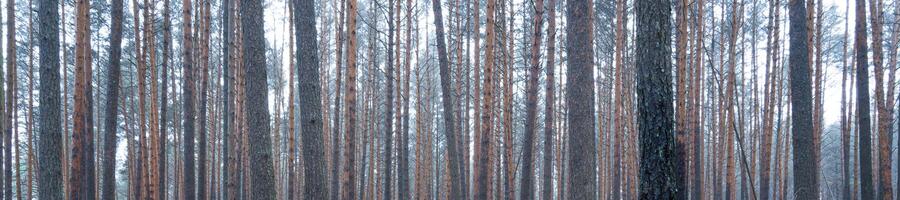 Panorama of pine autumn misty forest. Rows of pine trunks shrouded in fog on a cloudy day. photo