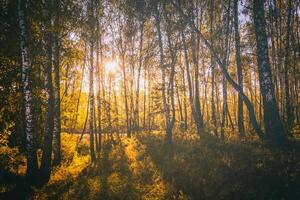 Birch grove with golden leaves in golden autumn, illuminated by the sun at sunset or dawn. Aesthetics of vintage film. photo