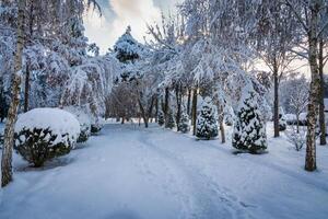Sunset or dawn in a winter city park with trees covered with snow and ice. photo