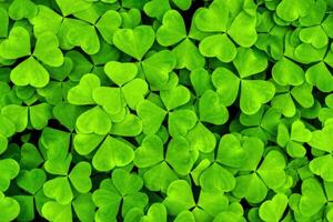 Background with green clover leaves for Saint Patrick's day. Shamrock as a symbol of fortune. photo