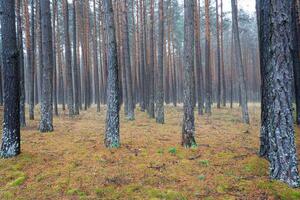 pino otoño brumoso bosque. filas de pino bañador envuelto en niebla en un nublado día. foto