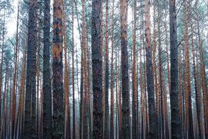 Pine autumn misty forest. Rows of pine trunks shrouded in fog on a cloudy day. photo