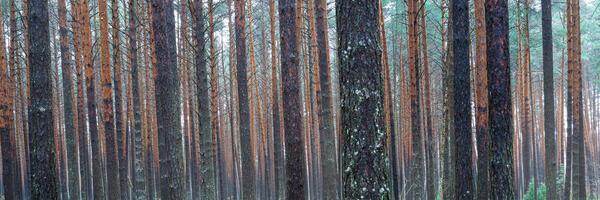 panorama de pino otoño brumoso bosque. filas de pino bañador envuelto en niebla en un nublado día. foto