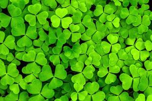 Background with green clover leaves for Saint Patrick's day. Shamrock as a symbol of fortune. photo