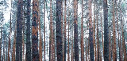 Panorama of pine autumn misty forest. Rows of pine trunks shrouded in fog on a cloudy day. photo