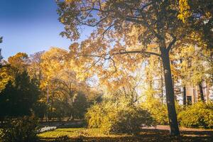 Leaf fall in the city park in golden autumn. Landscape with maples and other trees on a sunny day. Vintage film aesthetic. photo