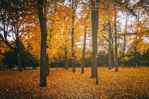 Golden autumn in a city park with trees and fallen leaves on a cloudy day. Vintage film aesthetic. photo