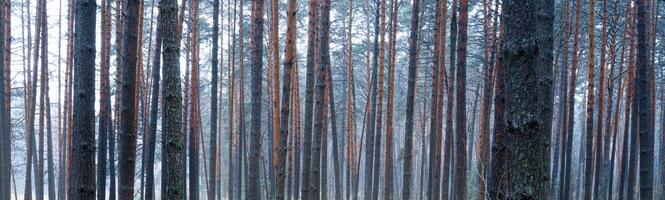 panorama de pino otoño brumoso bosque. filas de pino bañador envuelto en niebla en un nublado día. foto