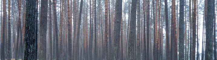 Panorama of pine autumn misty forest. Rows of pine trunks shrouded in fog on a cloudy day. photo