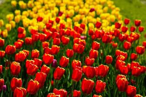 Red and yellow tulips lit by sunlight on a flower bed. Landscaping. photo