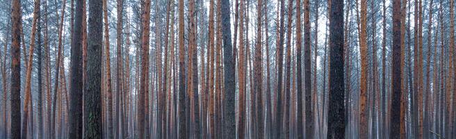 Panorama of pine autumn misty forest. Rows of pine trunks shrouded in fog on a cloudy day. photo