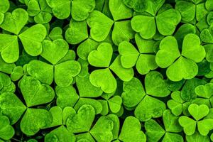 Background with green clover leaves for Saint Patrick's day. Shamrock as a symbol of fortune. photo