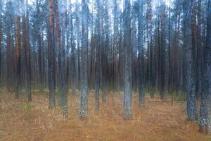 Blurred pine autumn misty forest. photo