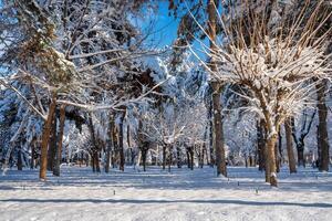 Sunset or dawn in a winter city park with trees covered with snow and ice. photo