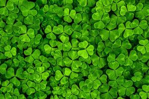 Background with green clover leaves for Saint Patrick's day. Shamrock as a symbol of fortune. photo