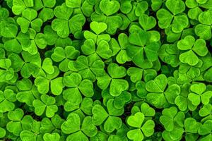 Background with green clover leaves for Saint Patrick's day. Shamrock as a symbol of fortune. photo