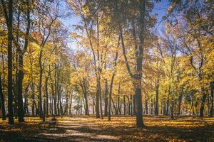 Leaf fall in the city park in golden autumn. Landscape with maples and other trees on a sunny day. Vintage film aesthetic. photo