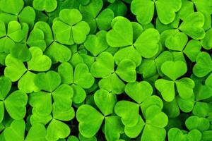 Background with green clover leaves for Saint Patrick's day. Shamrock as a symbol of fortune. photo